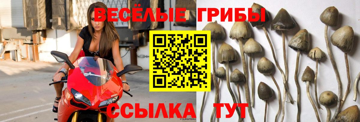 Галлюциногенные грибы GOLDEN TEACHER  Галлюциногенные грибы MAGIC MUSHROOMS  Баксан  Вход с VPN 